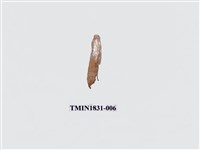 藏品(蕉弄蝶)的圖片